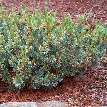 Pinus pumila 'Glauca'