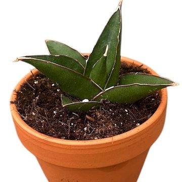 Sansevieria 'Tower Blue'