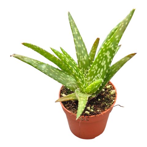 Aloe vera 'Mistral'