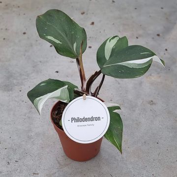 Philodendron 'White Knight'