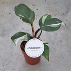 Philodendron 'White Knight'