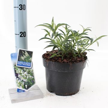 Buddleja FREE PETITE SNOW WHITE