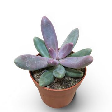 Pachyphytum 'Diamond'