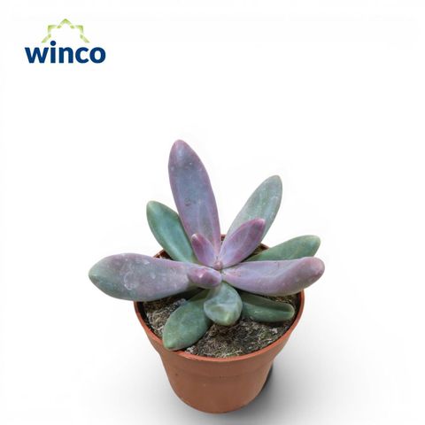 Pachyphytum 'Diamond'