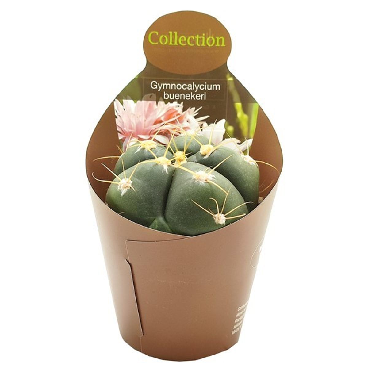Gymnocalycium horstii buenekeri  Plant Wholesale FlorAccess