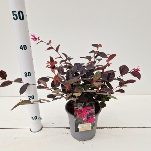 Loropetalum chinense 'Fire Dance'