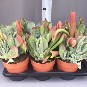 Kalanchoe luciae 'Oricula'