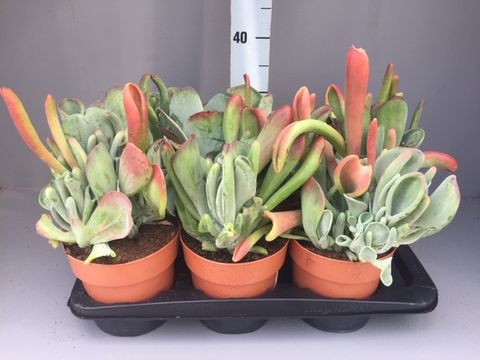 Kalanchoe luciae 'Oricula'