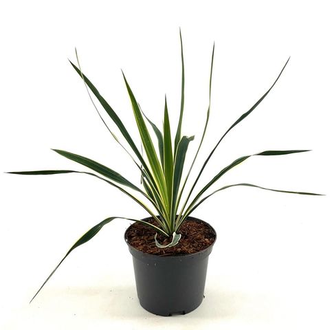 Yucca filamentosa 'Bright Edge'
