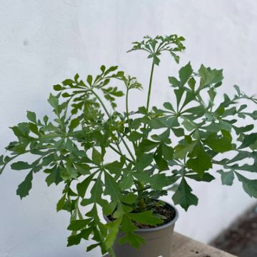 Cussonia spicata 'Cussonic'