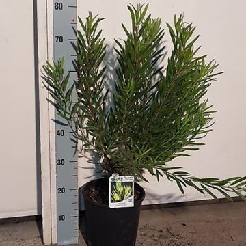 Leucadendron 'Inca Gold'