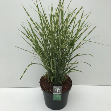 Miscanthus sinensis 'Стриктус'