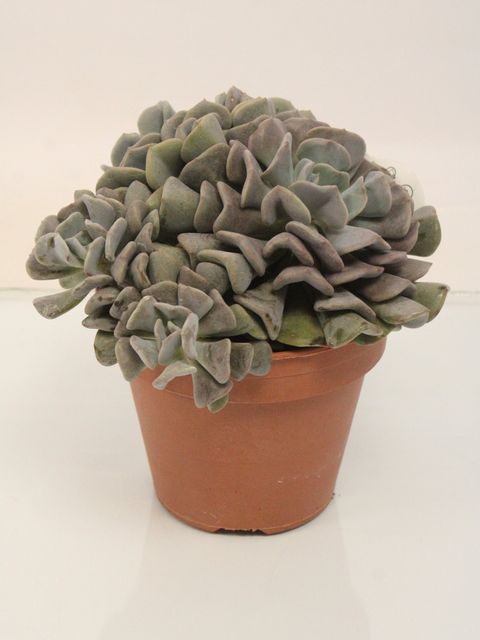 Echeveria 'Cubic Frost'