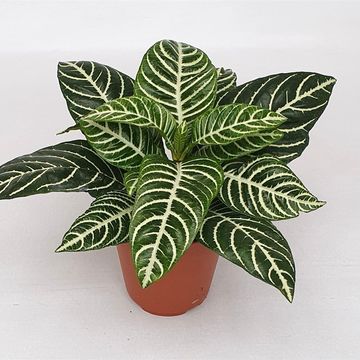 Aphelandra squarrosa 'Dania'