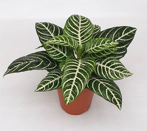 Aphelandra squarrosa 'Dania'