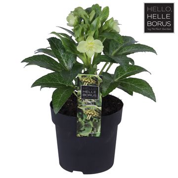 Helleborus lividus 'Green Marble'