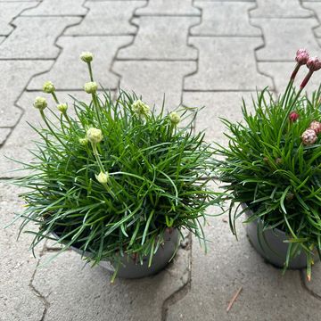 Armeria maritima MIX