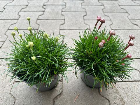 Armeria maritima MIX