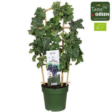 Vitis 'Pinot Noir'