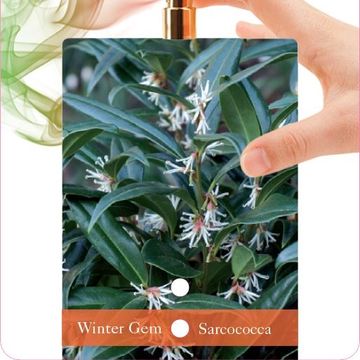 Sarcococca hookeriana PURPLE GEM