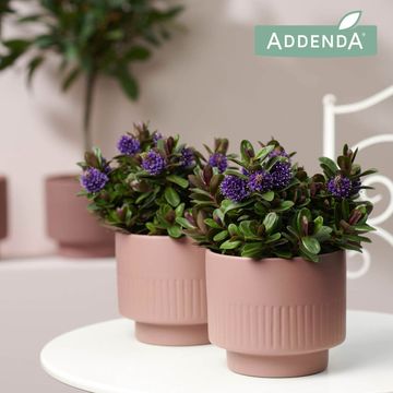 Hebe VINOA PURPLE