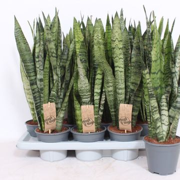 Sansevieria zeylanica