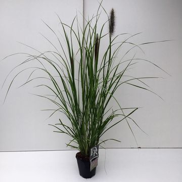 Pennisetum alopecuroides 'Red Head'