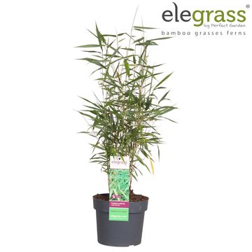 Fargesia scabrida 'Asian Wonder'