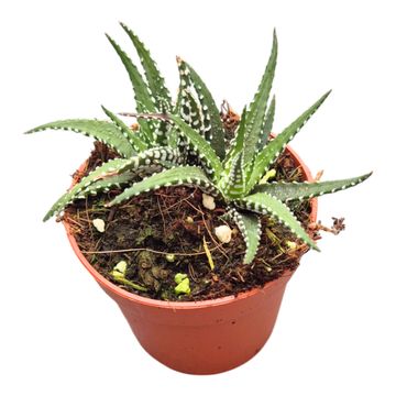 Haworthia fasciata 'Big Band'