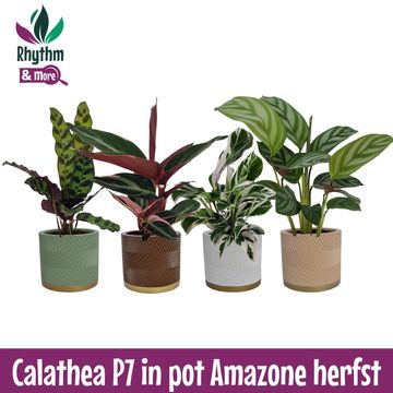Calathea MIX