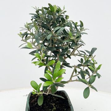 Olea europaea