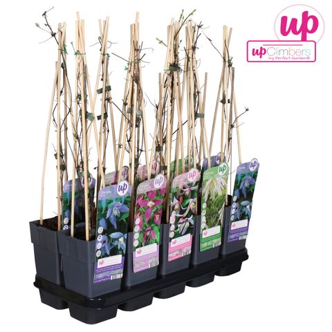 Clematis ALPINA MIX