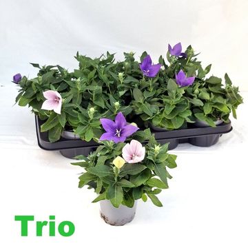 Platycodon grandiflorus MIX IN POT