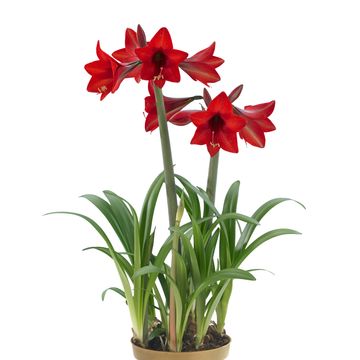 Hippeastrum 'Red Rascal'