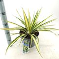 Yucca filamentosa 'Color Guard'