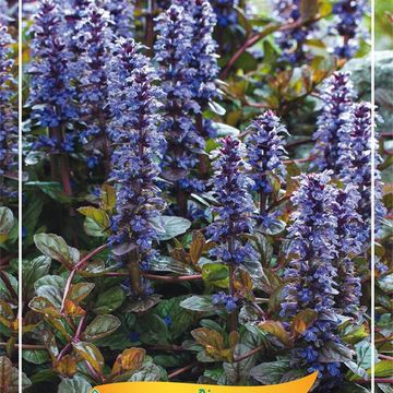 Ajuga reptans 'Braunherz'