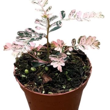 Phyllanthus urinaria 'Variegata'