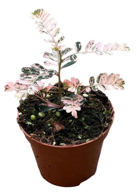 Phyllanthus urinaria 'Variegata'