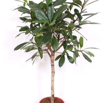 Ficus cyathistipula