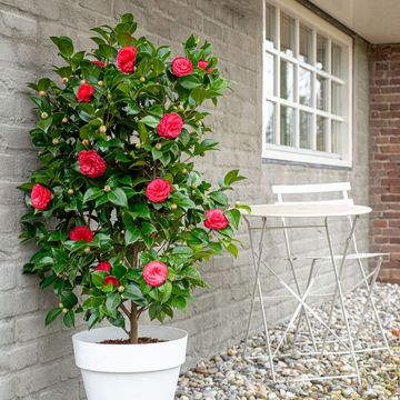 Camellia 'Black Lace'