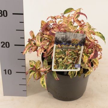 Leucothoe fontanesiana 'Makijaz'