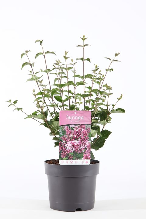 Syringa 'Josée'