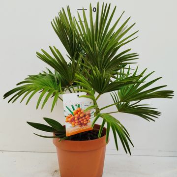 Chamaerops humilis 'Vulcano'