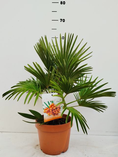 Chamaerops humilis 'Vulcano'