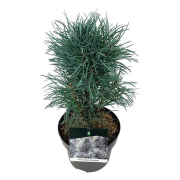 Pinus sylvestris 'Fastigiata'