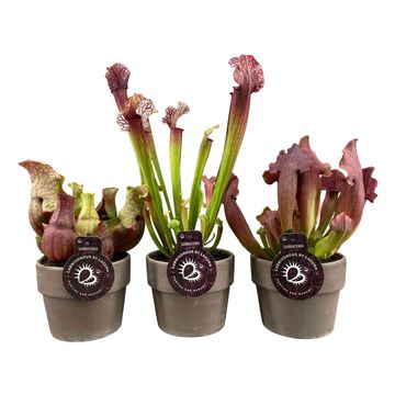 Sarracenia MIX