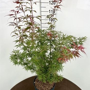 Acer palmatum 'Jerre Schwartz'
