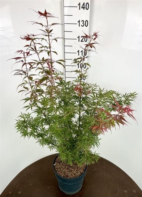 Acer palmatum 'Jerre Schwartz'