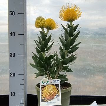 Leucospermum cordifolium 'Carnival Yellow'