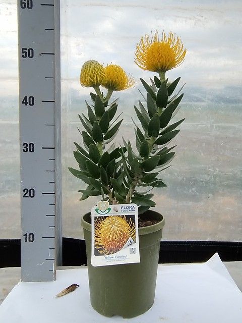Leucospermum cordifolium 'Карнавал Йеллоу'